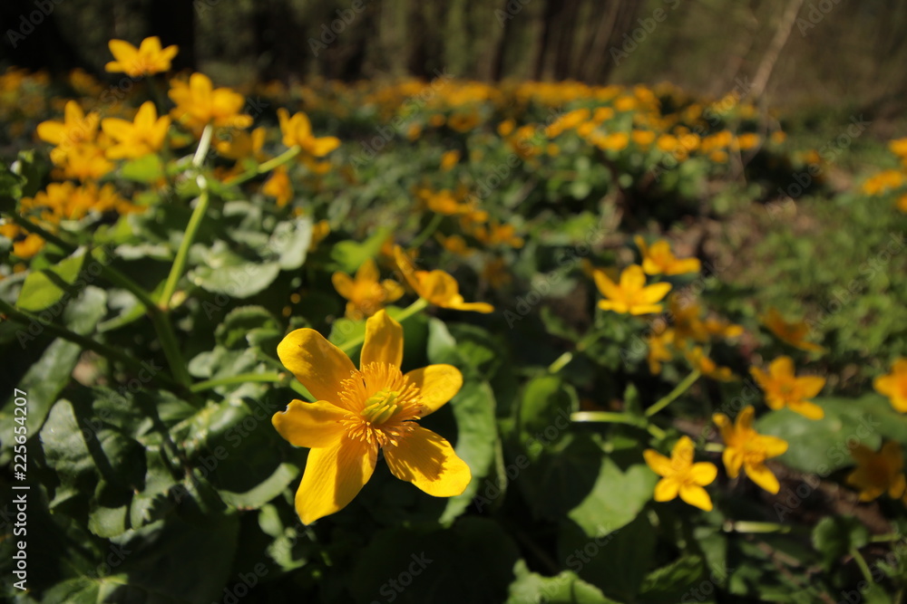 Yellow flowers Yellow flowers