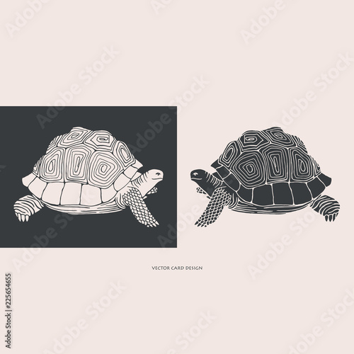 Vector illustration. Turtle silhouette. Vector card. Cover design.