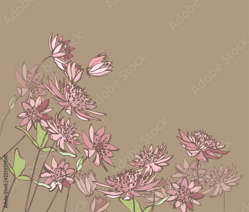 Astrantia.Pink garden flowers. Graphic flowers. Botanical illustration. Garden plants.
