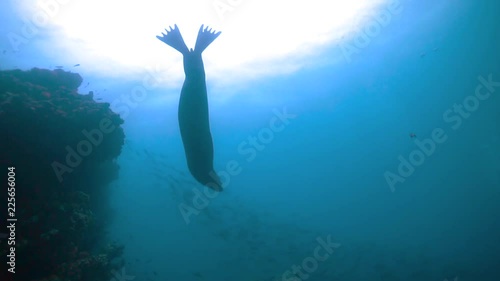 Wallpaper Mural Galapagos Sea Lion Hunting for School of Fish with Scuba Diver taking a Video  Torontodigital.ca