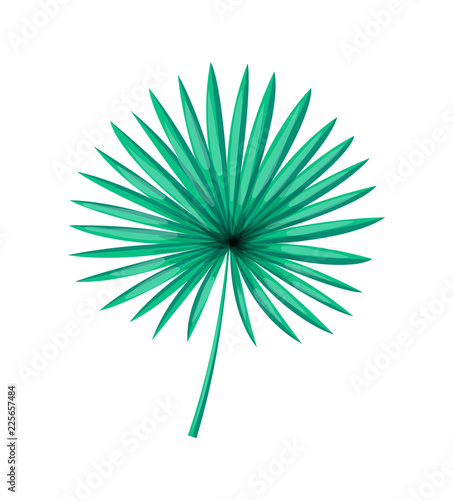 Saw Palmetto Isolated White Palm Tree Green Leaf