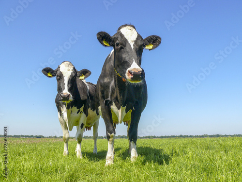 Obraz na płótnie Two black and white cows,frisian holstein, standing in a pasture under a blue sky and a faraway straight horizon. w salonie