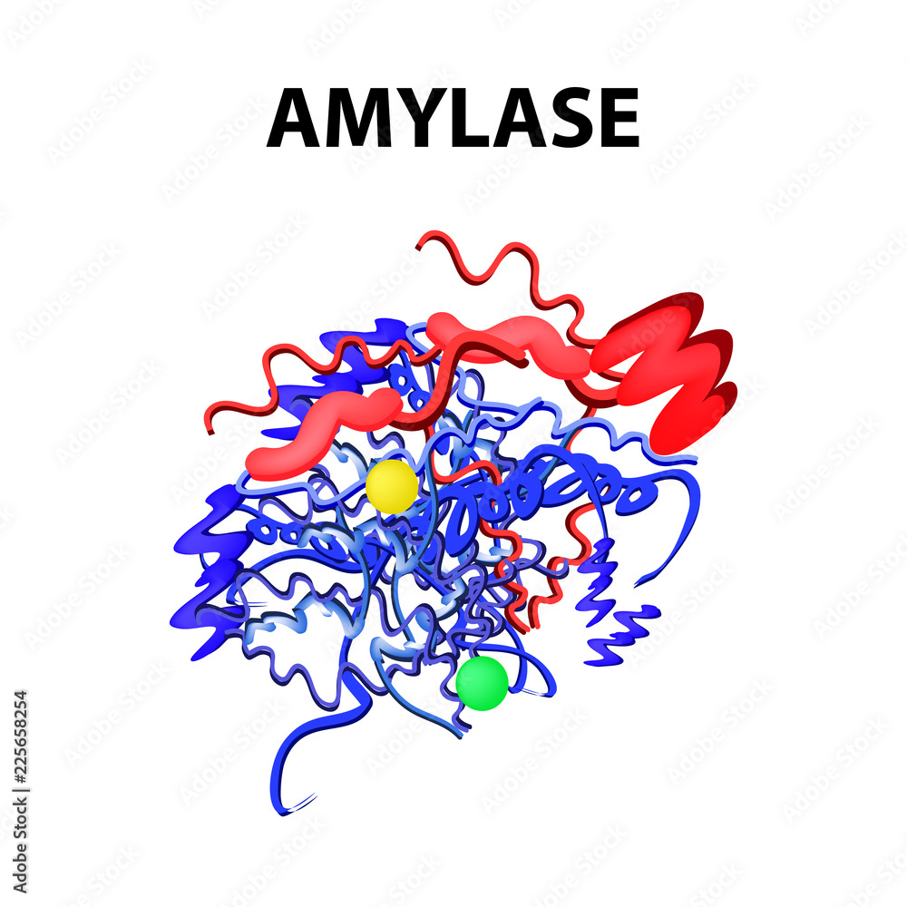 6748588 Amylase is a molecular chemical formula. Enzyme of the pancreas. Infographics. Vector illustration on isolated background 6748588 Amylase is a molecular chemical formula. Enzyme of the pancreas. Infographics. Vector illustration on isolated background