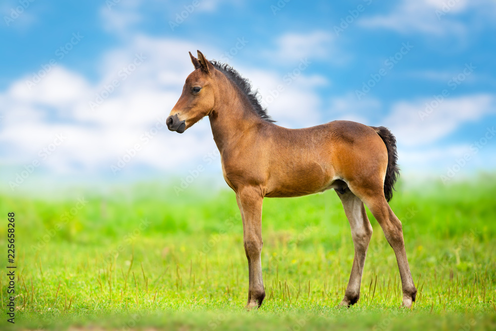 Bay colt walk on spring green meadow against blue sky with clouds Bay colt walk on spring green meadow against blue sky with clouds