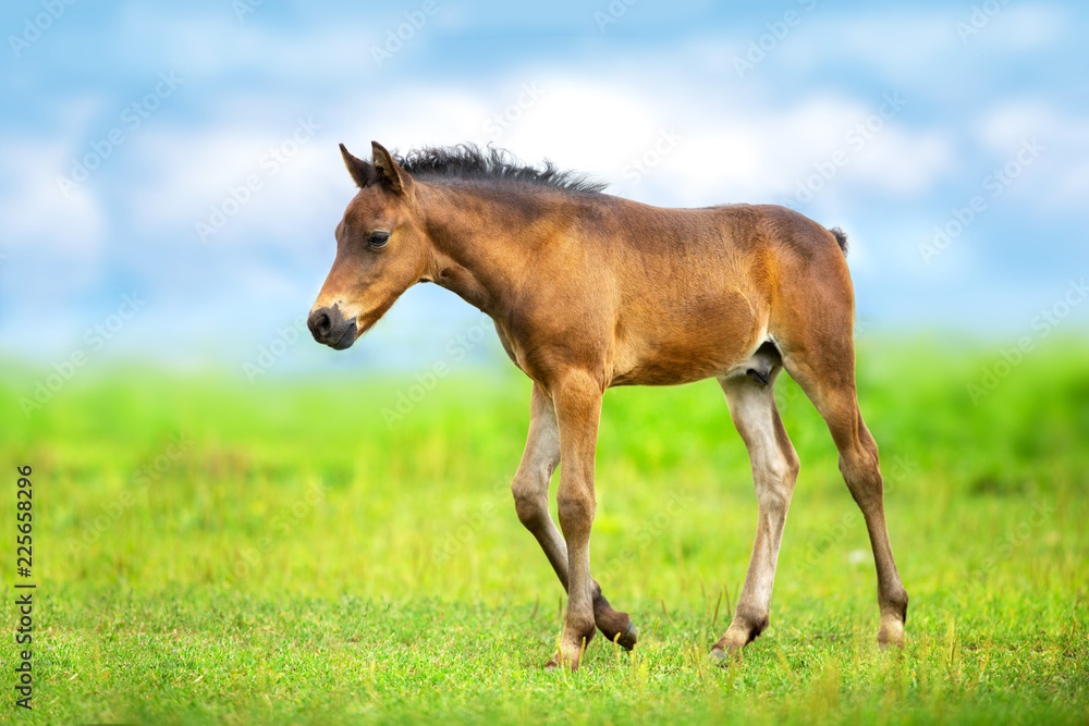 Bay colt walk on spring green meadow against blue sky with clouds Bay colt walk on spring green meadow against blue sky with clouds