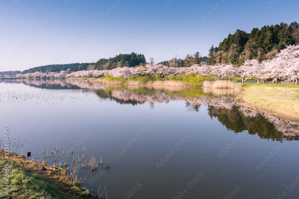 水鏡の宮城平筒沼の満開の桜