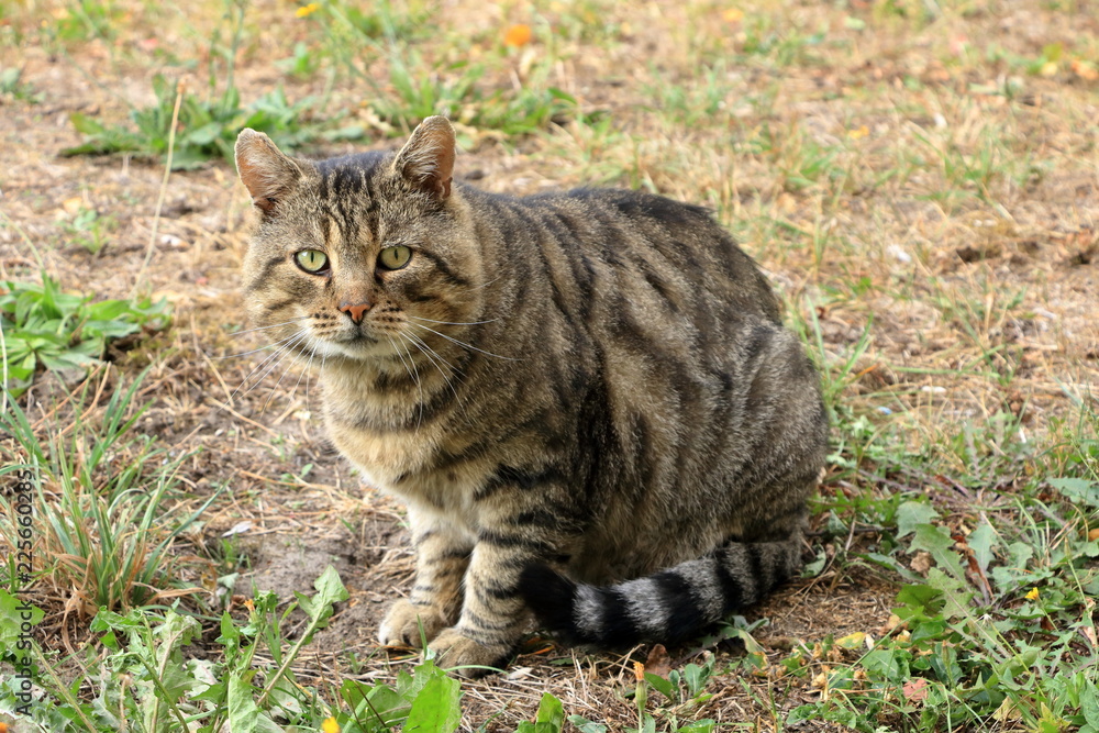 Gray cat isolated on a meadow