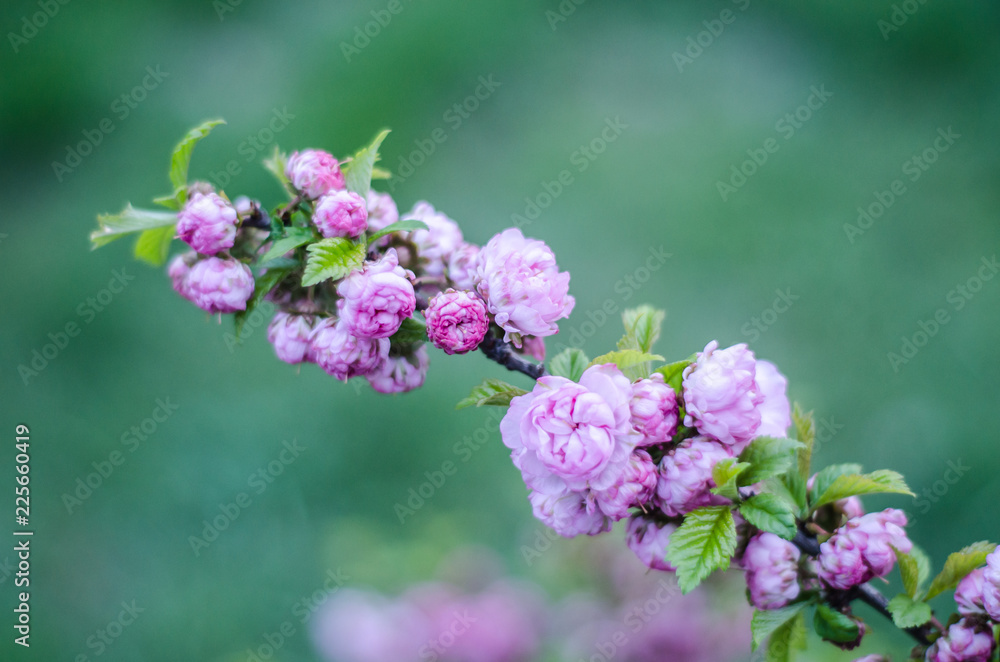 The flowers are delicate, pink and white cherry blossom, blooming in spring. The flowers are delicate, pink and white cherry blossom, blooming in spring.