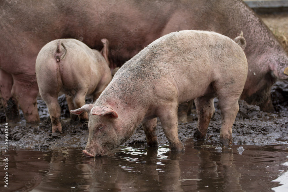Cute young pig; little swine drinking water in a puddle; in a slough with siblings and mother hog. Cute young pig; little swine drinking water in a puddle; in a slough with siblings and mother hog.