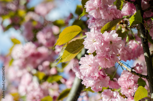 The flowers are delicate, pink and white cherry blossom, blooming in spring.