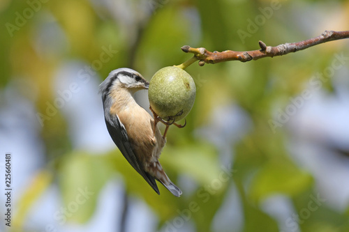 Kleiber (Sitta europaea) in einem Walnussbaum  - Eurasian nuthatch photo