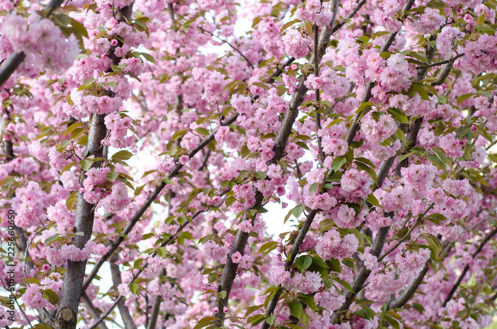 The flowers are delicate, pink and white cherry blossom, blooming in spring. The flowers are delicate, pink and white cherry blossom, blooming in spring.
