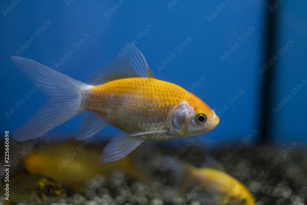 Goldfish (carassius auratus) in a freshwater aquarium Goldfish (carassius auratus) in a freshwater aquarium