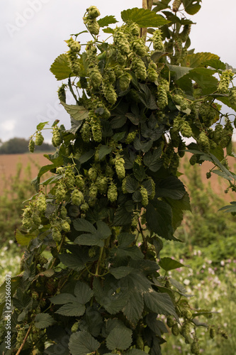 Hopfen mit Hopfendolden photo