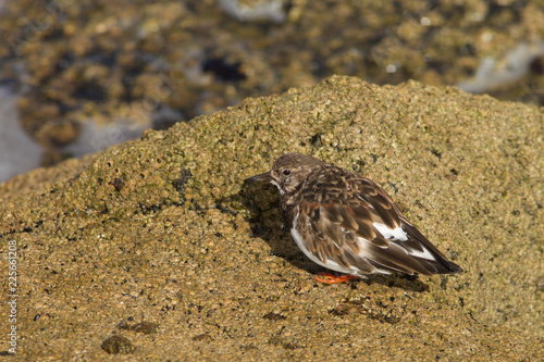 Ruddy turnstorne  Arenaria interpres  foraging at low tide on coastal area 