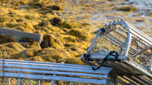 lobster trap with blurred golden seaweed in background