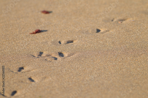 Bird footprints in the san