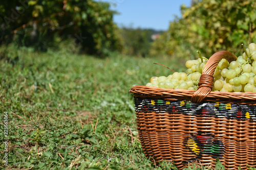 Ripe sweet grapes in basket. Grapevine over vineyard background