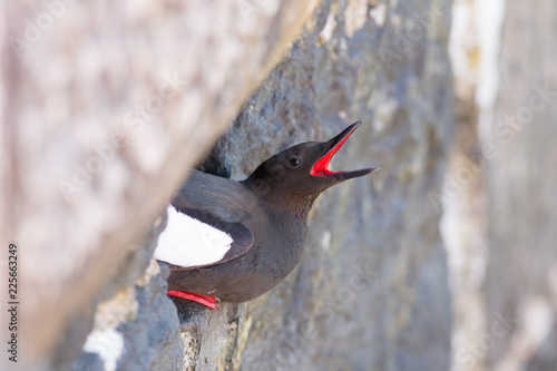 Black guillemot (Cepphus grylle) perched at nest in harbour wall photo