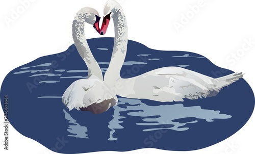 swan