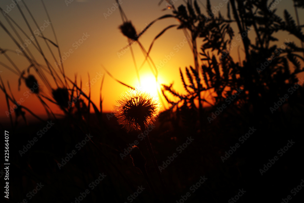 A dark dandelion and wildflowers at sunset and with clear sky. Amazing starting autumn with this picture
