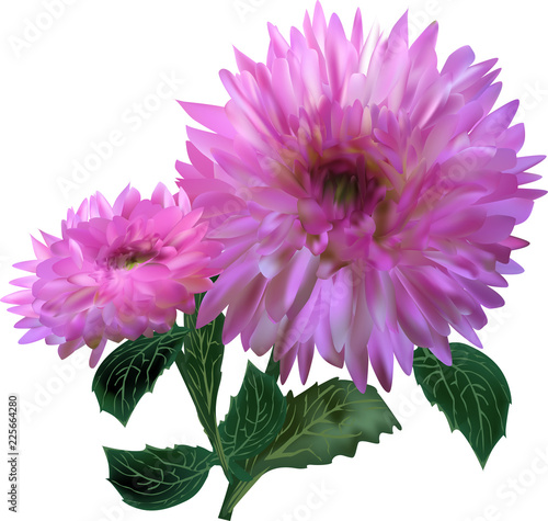 Fototapeta Naklejka Na Ścianę i Meble -  two pink dahlia blooms on white