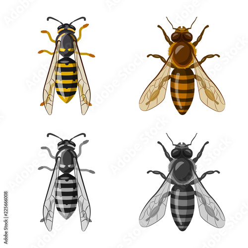 Vector illustration of insect and fly icon. Collection of insect and element stock vector illustration.