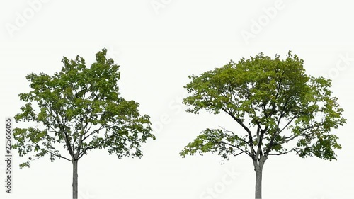 High quality 10bit footage of trees on the wind isolated on white background.  Perfect for compositing. Made from 14bit RAW