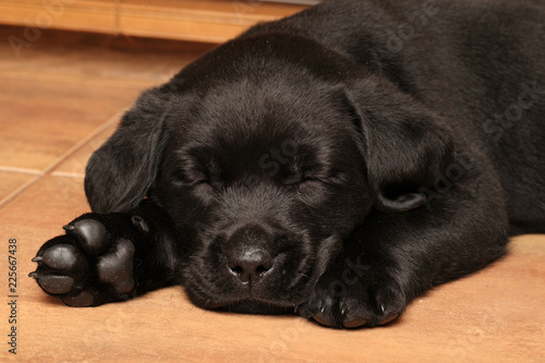 Fototapeta Naklejka Na Ścianę i Meble -  Black Labrador puppy sleep