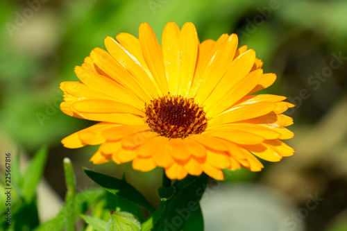 Closeup of Marigold  Calendula officinalis  flower