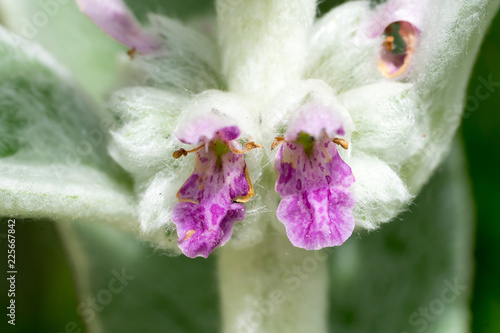 Closeup of Lamb's-ear (Stachys byzantina) flowers photo