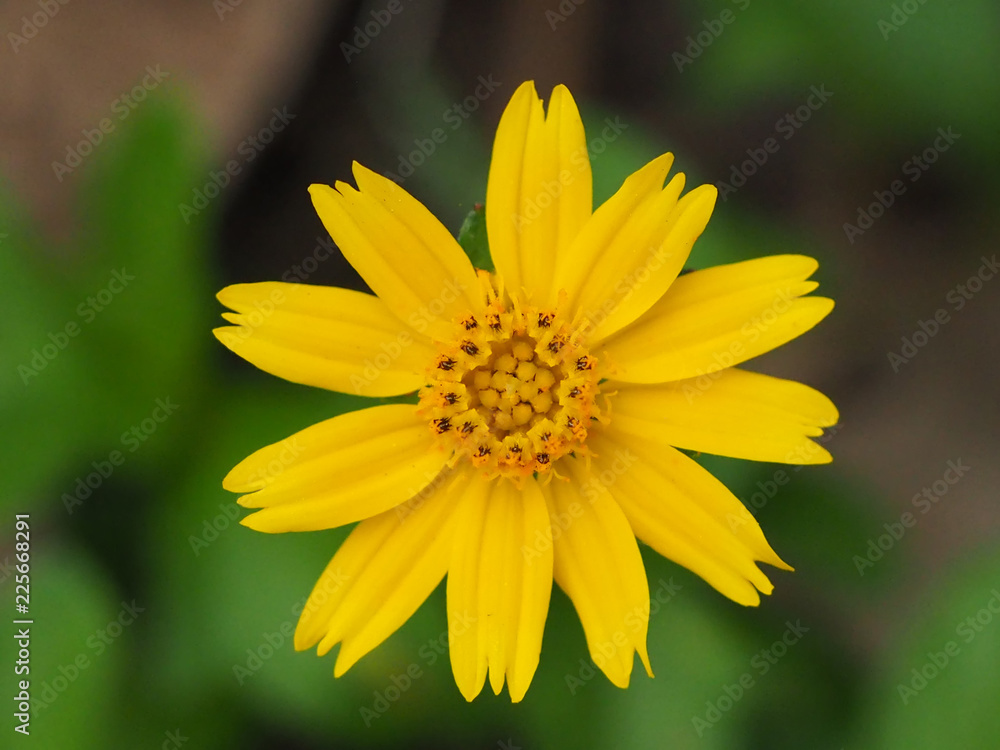 close up yellow flower to view close up yellow flower to view