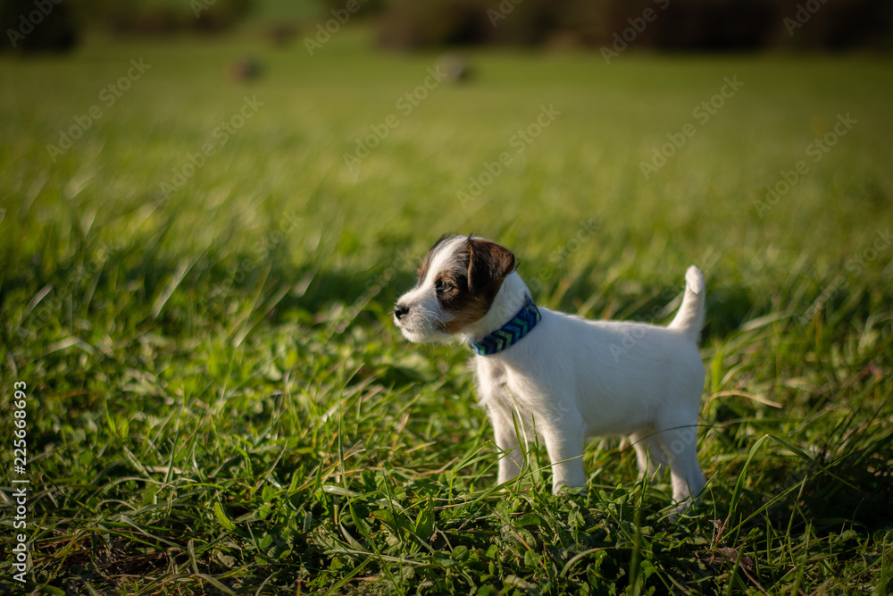 Parson Russel Terrier Puppy