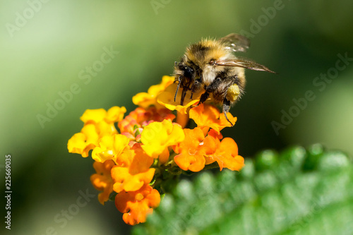 Closeup of Common Carder bee (prob. Bombus pascuorum) on Big-Sage (Lantana camara) flower