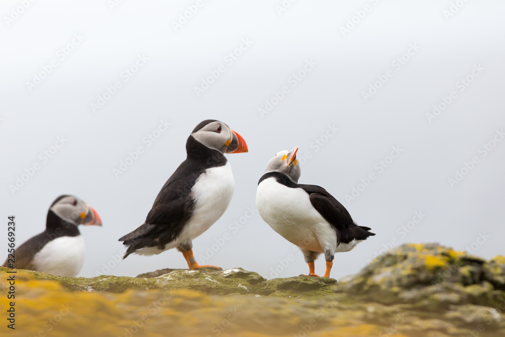 Fototapeta premium Atlantic Puffin (Fratercula arctica) pair billing and bonding, near nest site at breeding colony in wild flowers