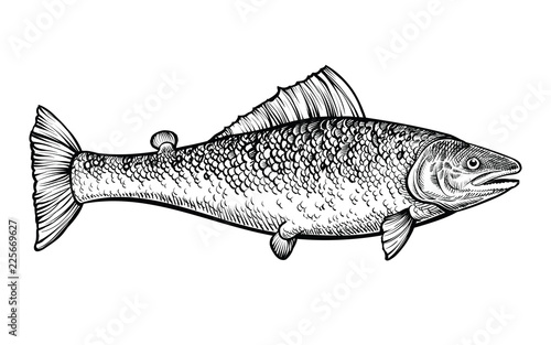 Salmon hand drawn vector illustration. Black engraving line sketch.