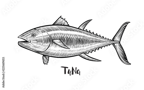 Tuna fish hand drawn vector illustration. Black engraving line emblem.