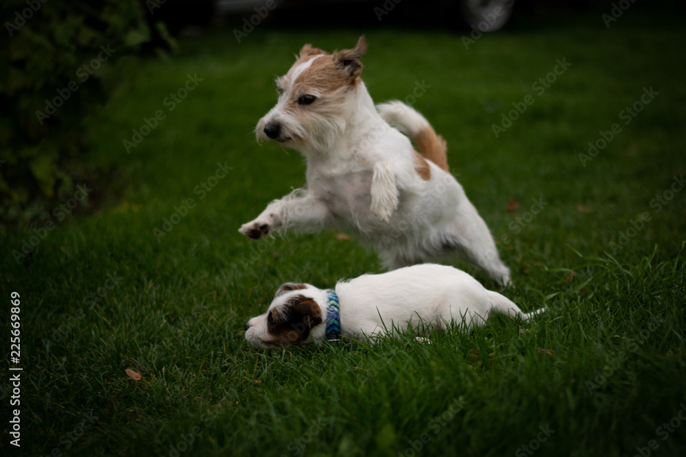 Terriers Playing Terriers Playing