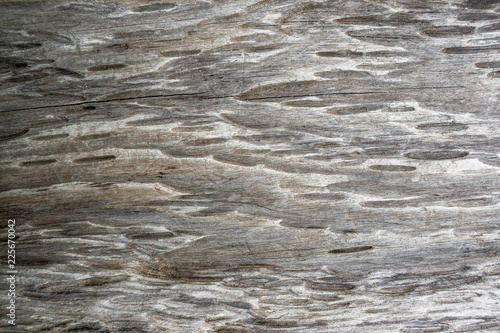 The surface is blurred by time, old wooden background. Wood texture with natural pattern left by water on the tree