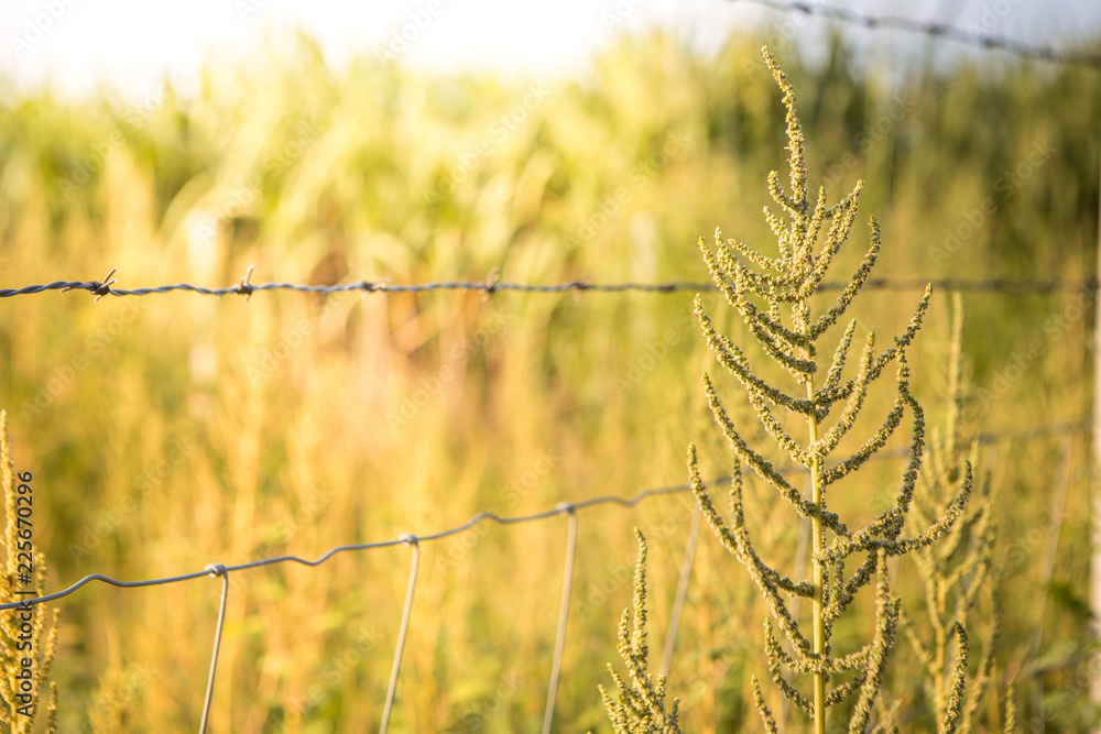 Fototapeta premium Grass flower with sunlight