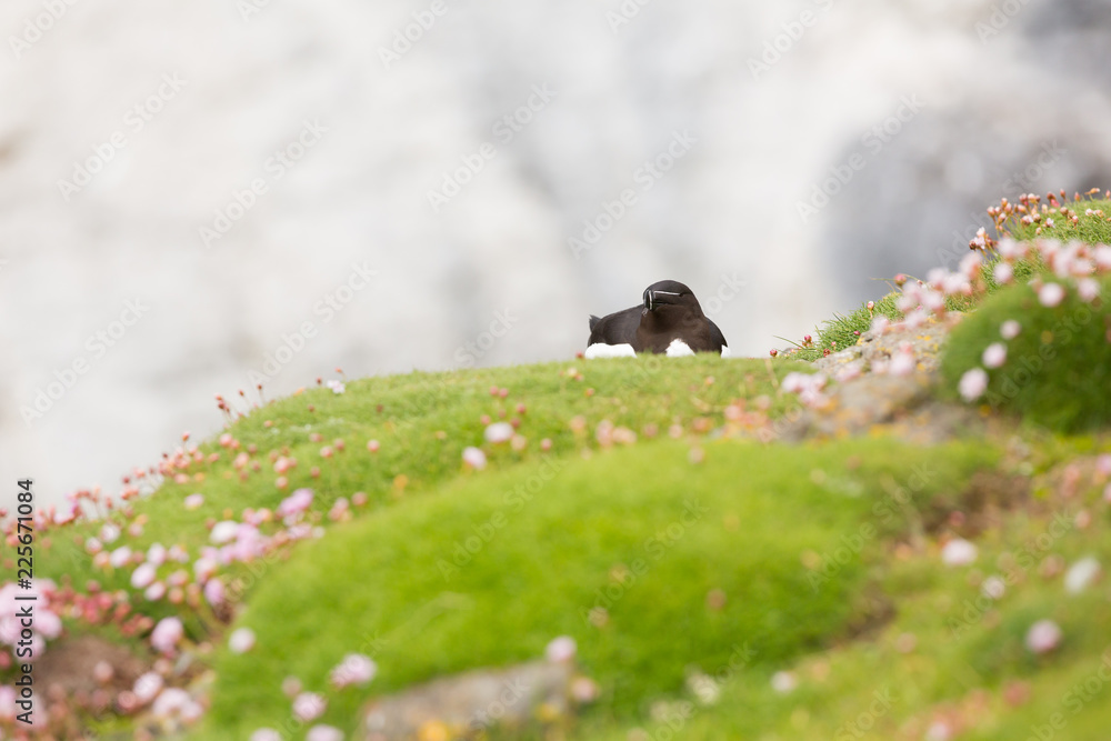 Obraz premium Razorbill (Alca torda) calling at breeding colony in wild flowers