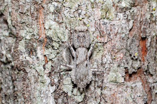 Bark mantis (Humbertiella sp.) hiding on the tree bark (taken from Thailand, Southeast Asia)