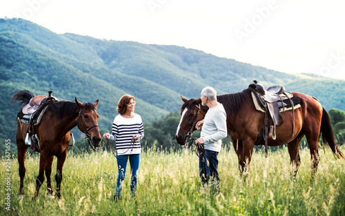 A senior couple holding horses grazing on a pasture.