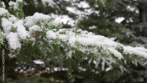 4K UHD daytime, handheld shot of light snowfall on pine evergreen trees photo