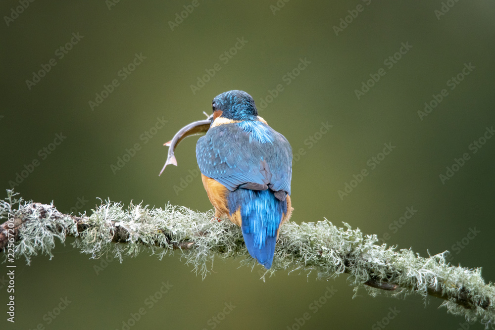 Obraz premium Kingfisher
