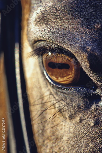 Fototapeta Naklejka Na Ścianę i Meble -  brown horse eye