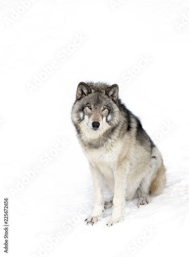 A lone Timber Wolf or Grey Wolf  Canis lupus  isolated on white background sitting in the winter snow in Canada