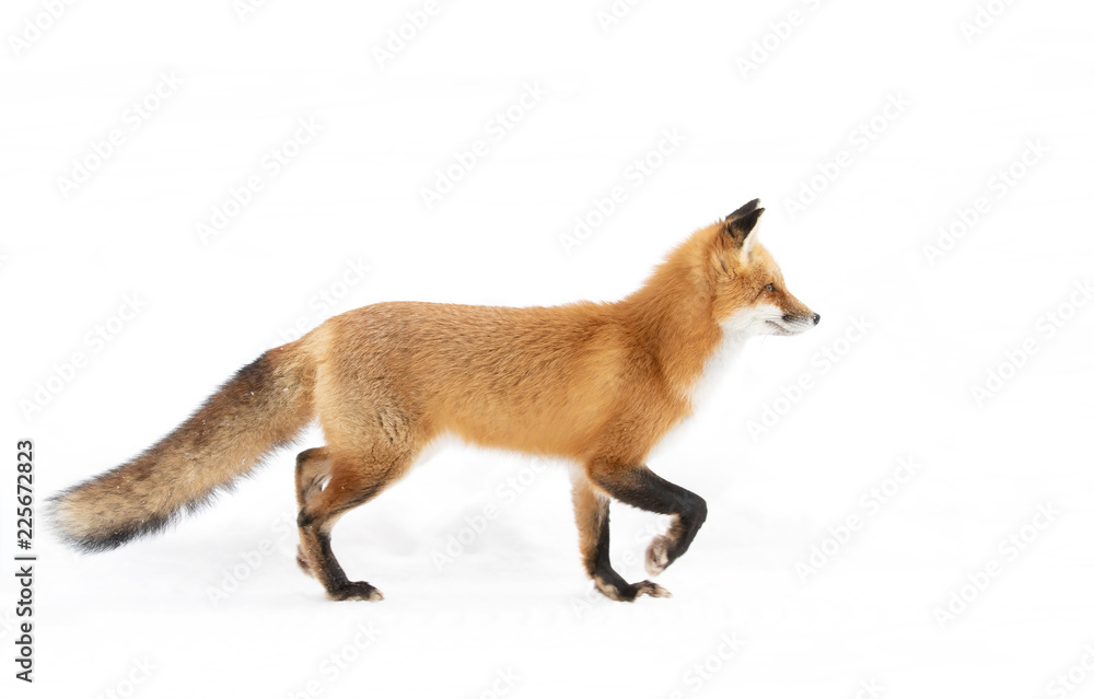 Red fox Vulpes vulpes with a bushy tail and orange fur coat isolated on white background hunting through the freshly fallen snow in winter in Algonquin Park, Canada - obrazy, fototapety, plakaty 