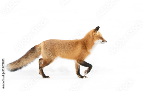 Red fox Vulpes vulpes with a bushy tail and orange fur coat isolated on white background hunting through the freshly fallen snow in winter in Algonquin Park, Canada photo