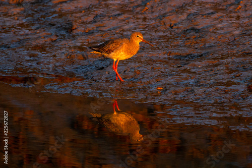 Redshank at sunset  with reflection in Norfolk salt marsh